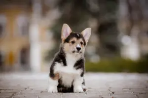 Photo №1. welsh corgi - for sale in the city of Slavutich | 1397$ | Announcement № 3718