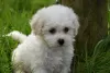 Photo №3. Purebred Bichon Frize puppies now available. Germany