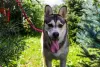 Photo №3. Asenka is a husky mix, a wonderful dog! In good hands. Russian Federation