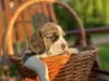 Additional photos: Elite Beagle puppies