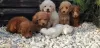 Additional photos: Poodle and Maltipoo puppies