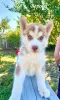 Additional photos: Children Siberian husky