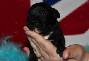 Photo №1. staffordshire bull terrier - for sale in the city of Couddes | 1419$ | Announcement № 861