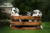 Photo №3. Welsh Corgi Cardigan puppies. Ukraine