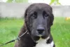 Photo №2 to announcement № 23067 for the sale of central asian shepherd dog - buy in Romania breeder