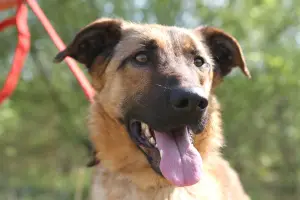 Photo №3. Metis Belgian Shepherd in good hands. Russian Federation