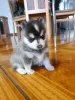 Photo №1. alaskan malamute - for sale in the city of Vilnius | 349$ | Announcement № 75802