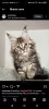 Photo №2 to announcement № 116211 for the sale of maine coon - buy in Switzerland private announcement