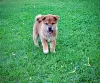 Photo №3. Shiba Inu puppies for sale. Luxembourg