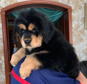 Photo №1. tibetan mastiff - for sale in the city of Москва | negotiated | Announcement № 6068