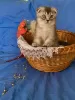 Photo №3. Scottish fold, boy. Latvia