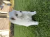 Photo №4. I will sell samoyed dog in the city of Слободзея. private announcement - price - negotiated