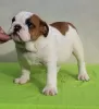 Photo №1. english bulldog - for sale in the city of Gajdobra | negotiated | Announcement № 127949