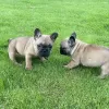 Photo №2 to announcement № 99261 for the sale of french bulldog - buy in Germany 