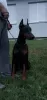 Additional photos: DOBERMAN puppies of the highest quality