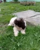 Photo №1. lagotto romagnolo - for sale in the city of Kovin | negotiated | Announcement № 102765