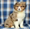 Photo №1. australian shepherd - for sale in the city of Limassol | 687$ | Announcement № 103926