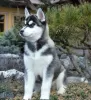 Photo №1. siberian husky - for sale in the city of Bradford | 2011$ | Announcement № 11335