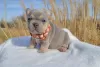 Photo №2 to announcement № 26901 for the sale of french bulldog - buy in Lithuania breeder