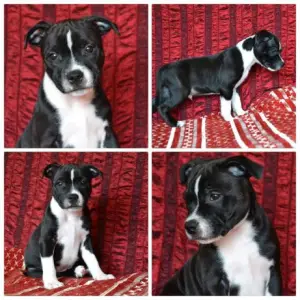 Additional photos: Staffordshire Bull Terrier puppies