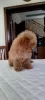 Photo №2 to announcement № 39423 for the sale of poodle (toy) - buy in Russian Federation private announcement