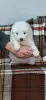 Photo №2 to announcement № 37414 for the sale of samoyed dog - buy in Serbia 