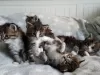 Photo №2 to announcement № 37307 for the sale of maine coon - buy in United States private announcement, from nursery