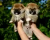 Photo №1. shiba inu - for sale in the city of Minsk | negotiated | Announcement № 70303