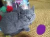 Photo №4. I will sell scottish fold in the city of Стамбул.  - price - Is free