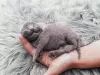 Additional photos: Beautiful British Shorthair Blue Babies