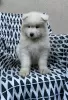 Additional photos: Samoyed puppies for sale