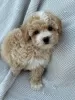 Photo №3. Toy poodle puppies. Germany