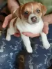 Additional photos: Jack Russell red and white boy and tricolor girl