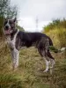 Photo №3. Good-natured Nick is looking for a home!. Russian Federation