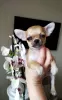 Photo №1. chihuahua - for sale in the city of Texas City | negotiated | Announcement № 105720