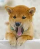 Photo №3. Shiba inu. Puppies. Russian Federation