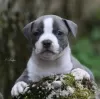 Photo №2 to announcement № 120583 for the sale of american staffordshire terrier - buy in Montenegro breeder