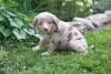 Photo №1. australian shepherd - for sale in the city of Utajärvi | Is free | Announcement № 128367