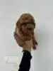 Photo №3. Miniature Poodle and Toy Poodle. Serbia