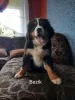 Photo №3. Bernese Mountain Dog. Poland