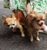 Additional photos: Selling three Chihuahua boys with official documents and vaccinated