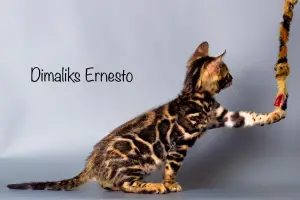 Photo №3. Bengal kitten. Russian Federation