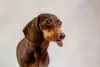 Photo №2 to announcement № 31781 for the sale of dachshund - buy in Belarus from nursery, breeder