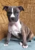 Photo №3. American Staffordshire Terrier puppies. Ukraine