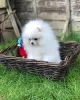 Additional photos: Pomeranian puppies