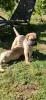 Photo №4. I will sell bullmastiff in the city of Subotica. breeder - price - 528$