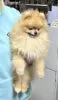 Photo №2 to announcement № 72149 for the sale of pomeranian - buy in Russian Federation private announcement