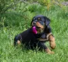 Photo №3. Rottweiler puppy - Viana Tanarotti. Belarus