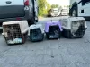 Photo №3. International pet delivery! in Ukraine