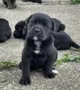 Photo №3. Cane Corso puppies. Serbia